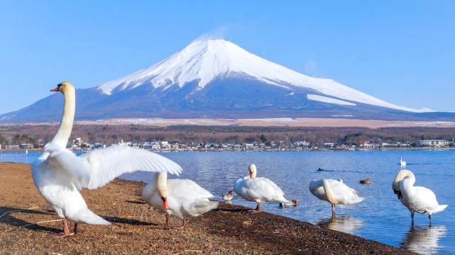 Mount Fuji Scenic Highlights Day Tour