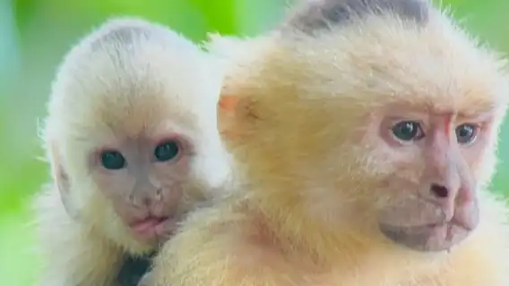 Guided Tour in Manuel Antonio National Park!