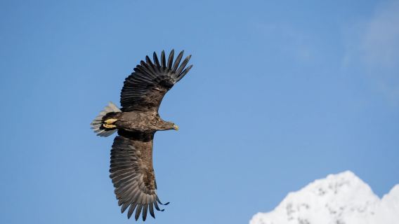 Tragones|Viaje de observación de águilas en Trollfjord, Lofoten