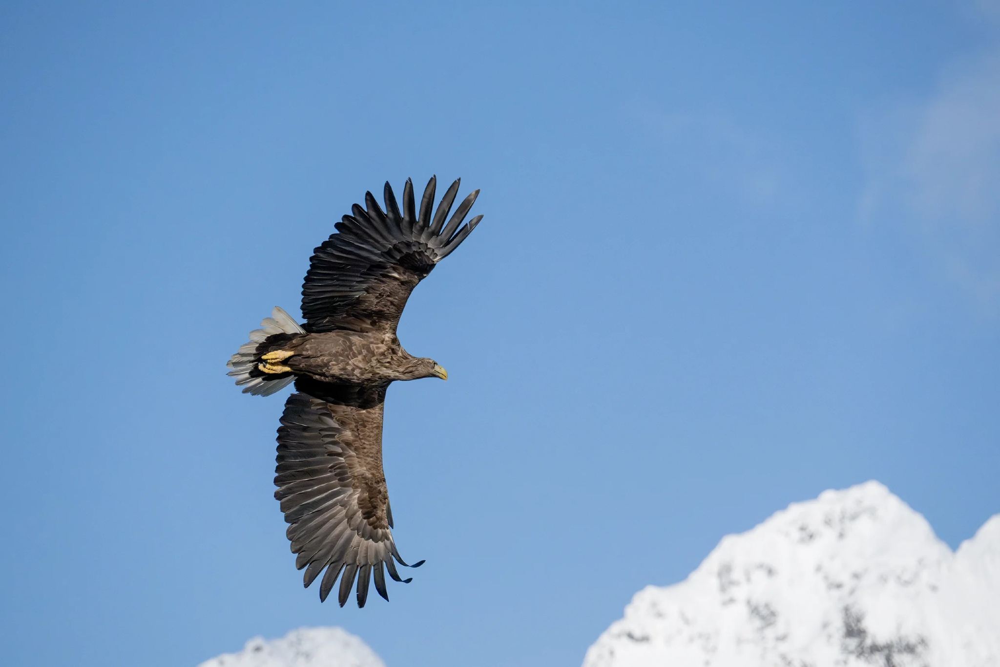 Svolvaer|Lofoten Trollfjord Sea Eagle Watching Cruise