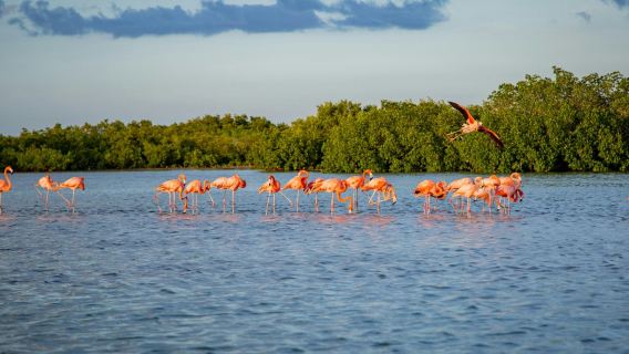 CancunTours