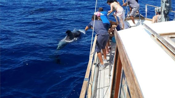 Chuyến du ngoạn ngắm cá heo và cá voi từ Funchal