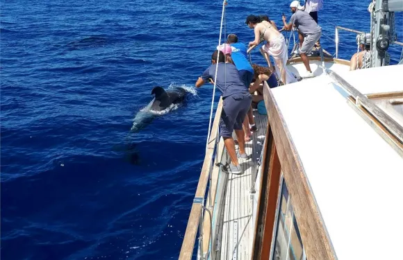 豐沙爾出發觀賞海豚與鯨魚郵輪之旅