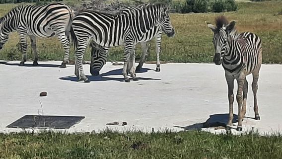 Cape Town: Aquila Game Reserve Wildlife and Wine Tasting