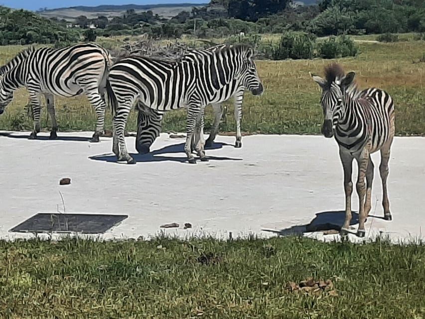 Cape Town: Aquila Game Reserve Wildlife and Wine Tasting