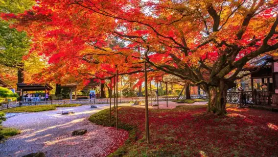 Day tour from Fukuoka: Raizansennyoji Taihioin + Yanagawa cruise + Dazaifu + Kamado Shrine