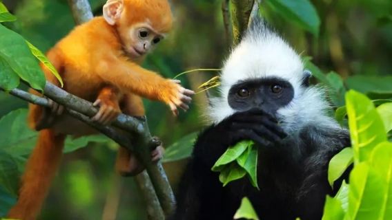 南寧起止-白頭葉猴-花山岩畫一日遊【上門接駁+品質純玩小團】