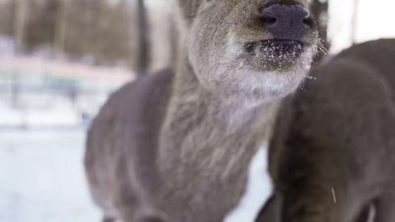 霧凇漂流+冰釣+馬拉爬犁+雪地摩托+打卡小鹿、純玩一日遊