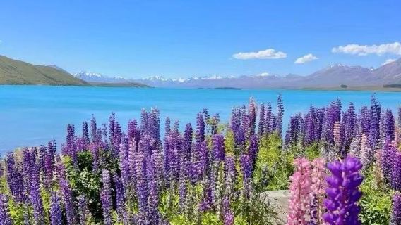 Christchurch to Kaikoura round-trip whale watching cruise, exploring both North and South Islands with private charter service for exclusive experience.