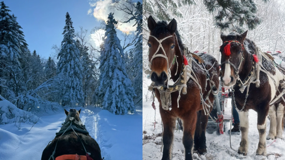 Authentic Northeast Experience: Fun Dog Sled Day Tour