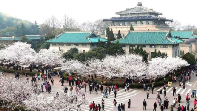 Same-day entry available | Admire cherry blossoms at Wuhan University | Visit Wuhan University's cherry blossoms | Booking confirmation subject to notification