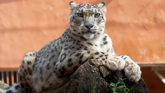 西寧藏文化、野生動物和美食導覽