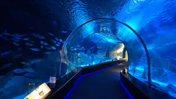 Doha: Kunjungi Akuarium Pelabuhan Hamad & Museum Maritim 