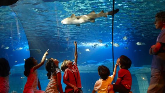 Portugal: Tilpasset tur til Porto | Nationalmuseet + Crystal Palace Have + Marinbiologisk Museum ※ Tilpasningsmulighed