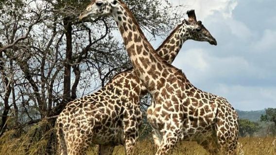 Zanzibar: Day Mikumi National Park Safari with Flights