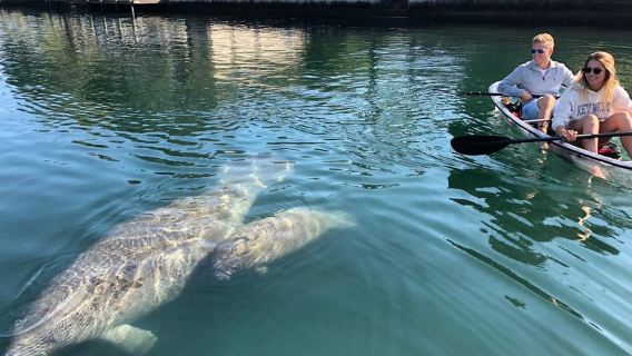 Crystal River: Clear Kayak Manatee & Springs Tour