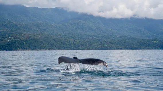 Whales Watching Adventure in Uvita with Expert Guides
