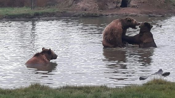 บูดาเปสต์ถึงเขตรักษาพันธุ์หมีและหมาป่าVeresegyház: ทัวร์พร้อมไกด์สด