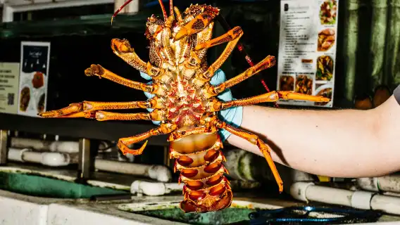 Sydney Fish Market: Behind-the-Scenes Auction Floor Tour