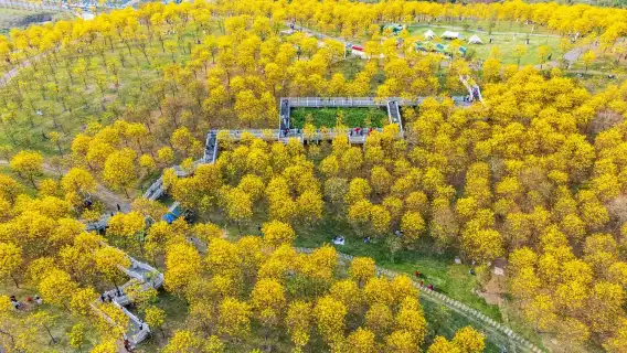 廣西南寧|民族博物館+南寧園博園+青秀山風景區