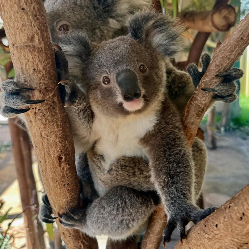 澳洲旅遊西澳大利亞珀斯天鵝河谷國王公園動物園中文一日遊