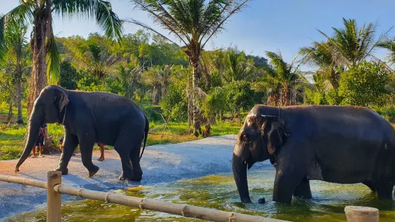 Featured tour starting at 1782 THB: Half-Day Tour to Green Valley Elephant Park in Chonburi
