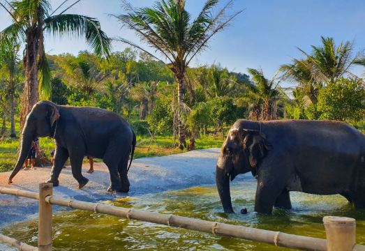 Half-Day Tour to Green Valley Elephant Park in Chonburi