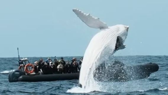 Sydney, Australia: Ocean Extreme Gommone per Avvistamento Balene