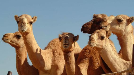 From Dubai: Al Ain Garden City Full-Day Sightseeing Tour
