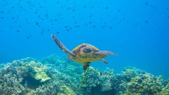 Wailea-Makina: cuevas marinas, snorkel en Molokini y ciudad de tortugas