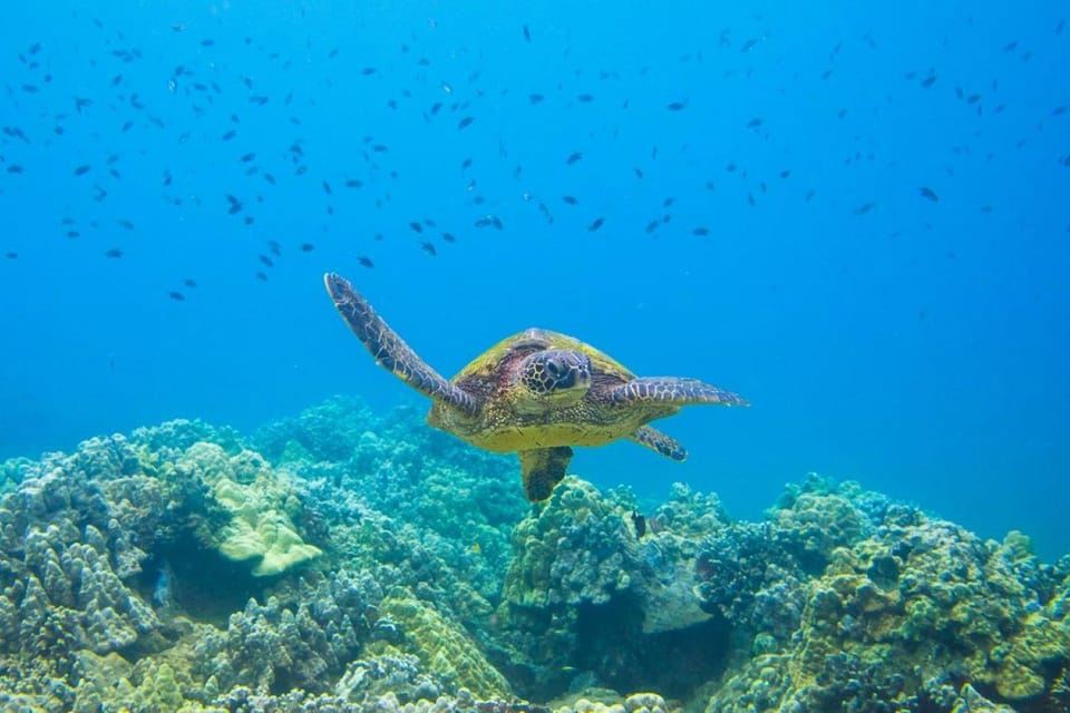 Wailea-Makina: Sea Caves, Molokini Snorkel & Turtle Town