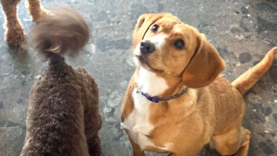 Boarding for New Dogs, with free 30 minute intake appointment - 5 Days