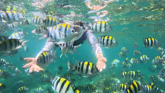 加井島浮潛 珊瑚礁玻璃海不限次浮潛+送拍攝+浮潛裝備純玩組合