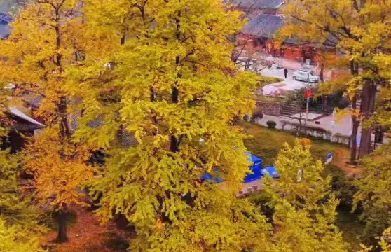 盤州出發-大洞竹海-妥樂古銀杏一日遊（上門接送-獨立出行）