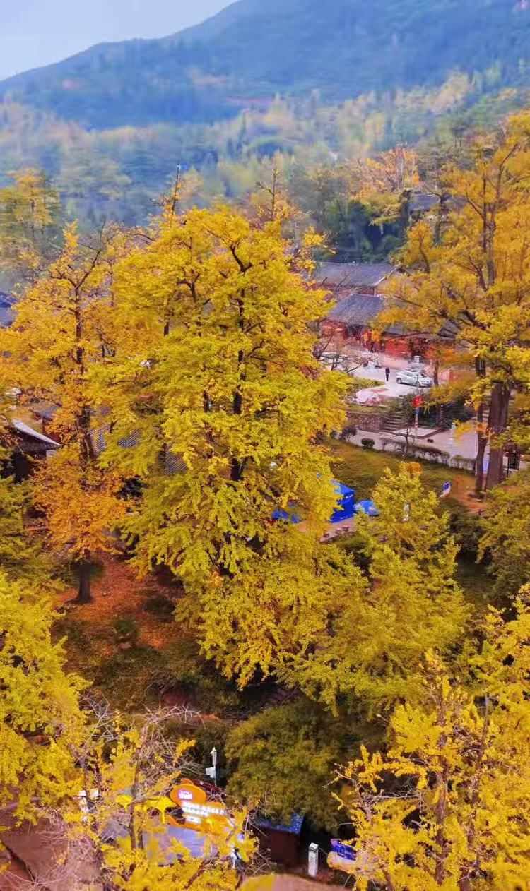 Panzhou Departure - Dadong Bamboo Ocean - Tuo Le Ancient Ginkgo Scenic Ared 1-day tour (door-to-door pickup - private tour)