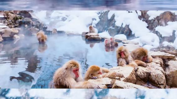 【北海道平替】長野戶隱神社和地獄谷野猴公苑一日遊【中文司機】