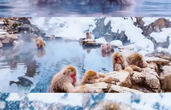 【北海道平替】長野戶隱神社和地獄谷野猴公苑一日遊【中文司機】