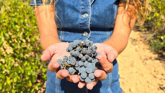 Utiel-Requena Vineyards: Guided Tour from Valencia + Wine Tasting