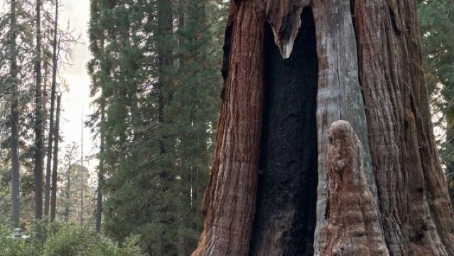 San Francisco - Yosemite National Park + Sequoia/Kings Canyon - Private Charter - Top Pick