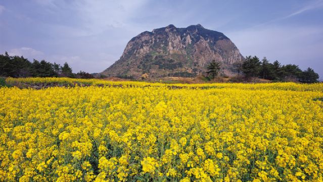 Die Highlights von Südwest-Jeju: Hallasan & die wichtigsten Sehenswürdigkeiten