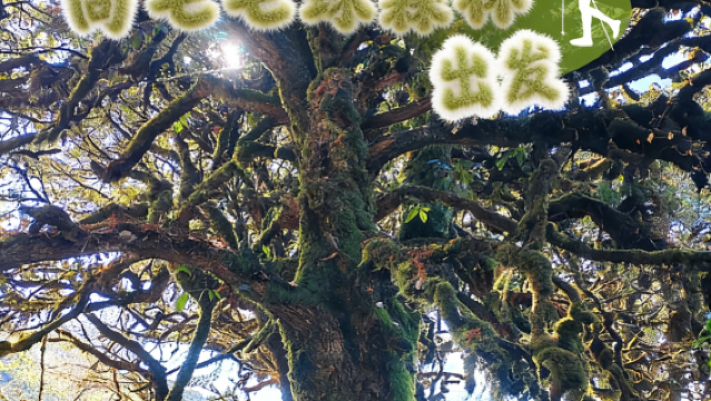 高黎貢山徒步一日遊（瑯琊段）毛毛樹森林+溫泉泡腳+小島美食