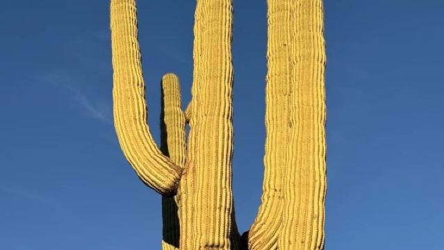 美國鳳凰城來回巨人柱國家公園-包車-精選
