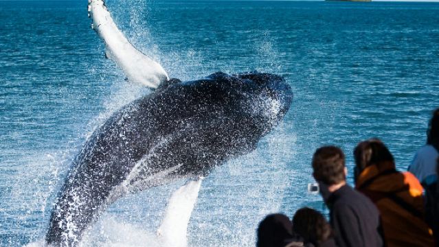 ฮูซาวิก: ทัวร์ชมวาฬและนกพัฟฟิน + อาหารว่าง