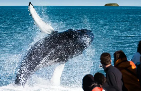 胡薩維克 (Husavík)：觀鯨及海鸚之旅 + 小食