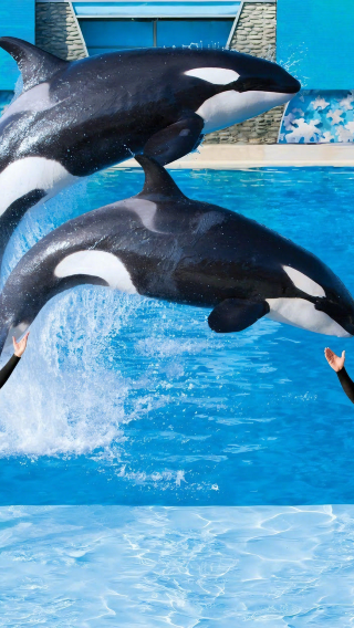 1-day Tour to SeaWorld San Diego + Old Town Including Theme Park Admission Ticket