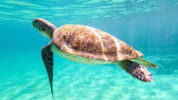 Rio de Janeiro round-trip Angra dos Reis Grande Island cruise 1-day tour