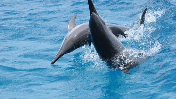 Guam: Dolphin Watching Cruise & Underwater Observatory