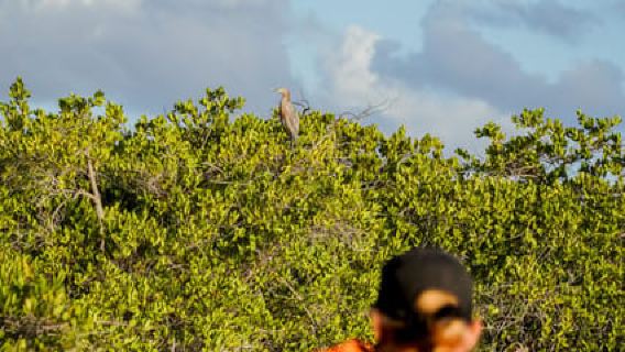Sea Kayak Tour - Mangrove Safari
