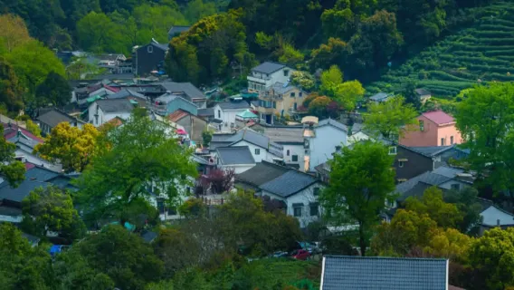 Hangzhou, Cina: esperienza culturale del tè con escursione leggera di 5km/8km nella piantagione di tè Longjing