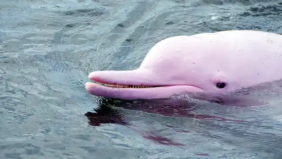 ออกจากเกาะสมุย: ประสบการณ์ดำน้ำตื้นที่เกาะหมูและเกาะแตน|สามารถอัปเกรดเป็นทริปพบฝูงโลมาสีชมพูได้